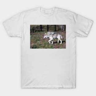 A lone timber wolf in the woods T-Shirt